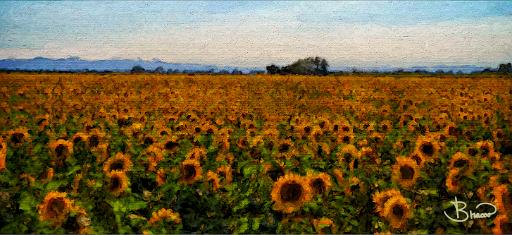 DSC24382-3-o-a1-web.jpg - Sun Flower Farm