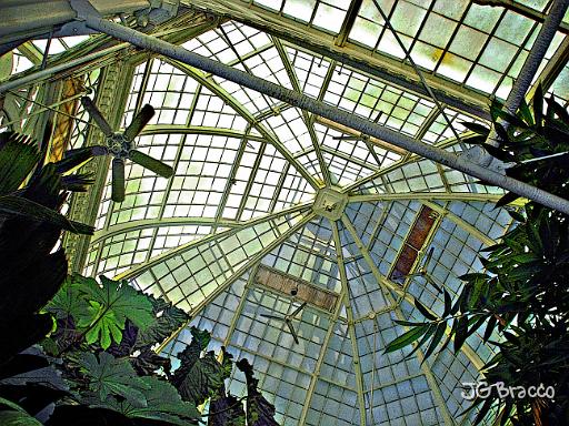 DSC07573.tif - Conservatory of Flowers, San Francisco
