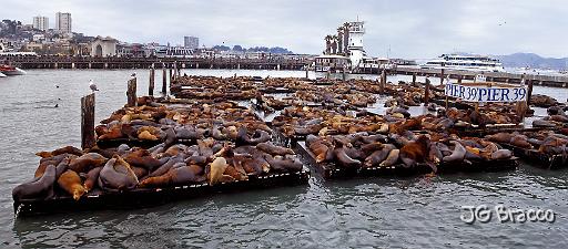 DSC11698-700-o.tif - Pier 39
