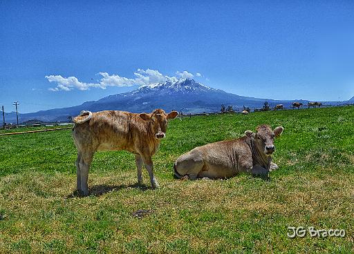 DSC24287.tif - Mt Shasta Ladies
