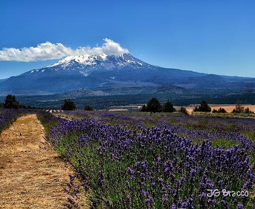 DSC24304-5-o.tif - Mount Shasta Lavender Farm