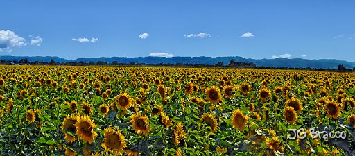 DSC24400-3-o.tif - Sunflower Farm, North of Sacramento