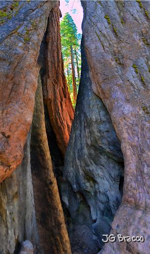 DSC25363-5-o-c1.tif - Sequoia