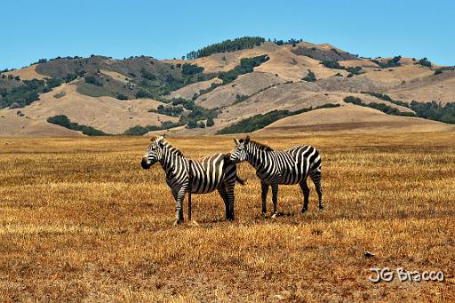 DSC26916-r1.jpg - Southern California