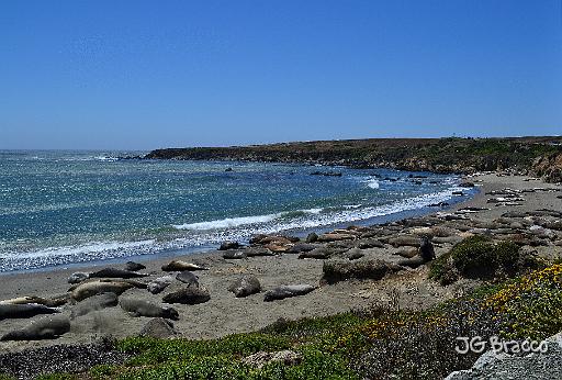 DSC26972.tif - Elephant Seals, San Simeon