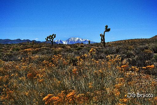 DSC31836.tif - Eastern Sierra