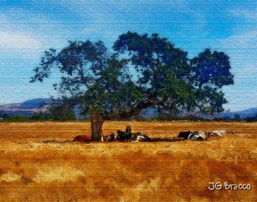 20210706_125213-a0-1.tif - Cows Under Tree