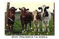 pcard_sonoma-12