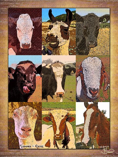poster-faces-18x24-d.jpg - Heads of Sonoma