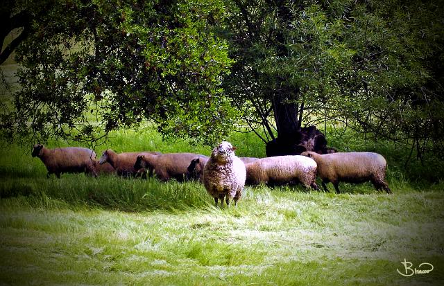 DSC02756-c1.tif - Head Sheep, Petaluma