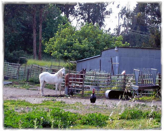 DSC02838.tif - Put the coffee on, Cotati