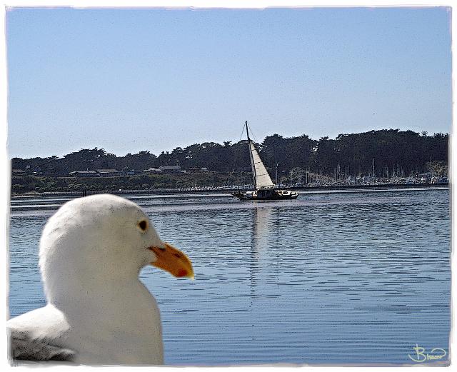 DSC04331.tif - Aground, Bodega Bay