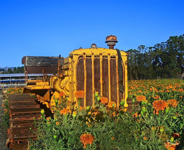 DSC07924.tif - Flower Tractor, Petaluma
