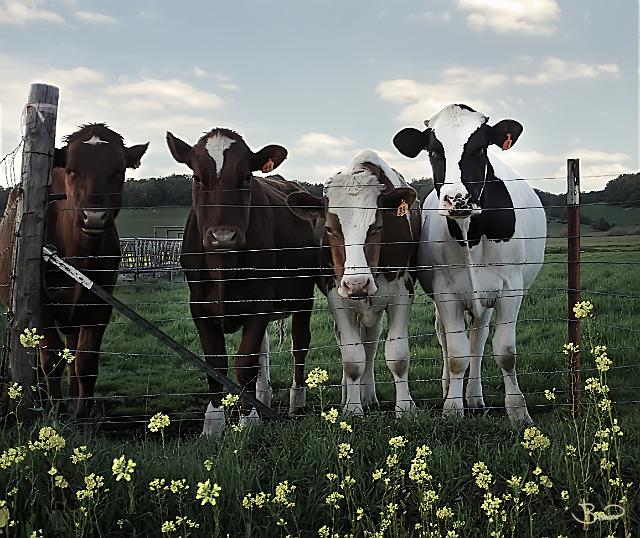 DSC09250-v2.tif - Herd, Penngrove