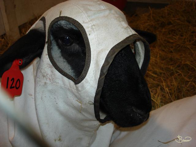 DSC10707.JPG - Hooded Goat