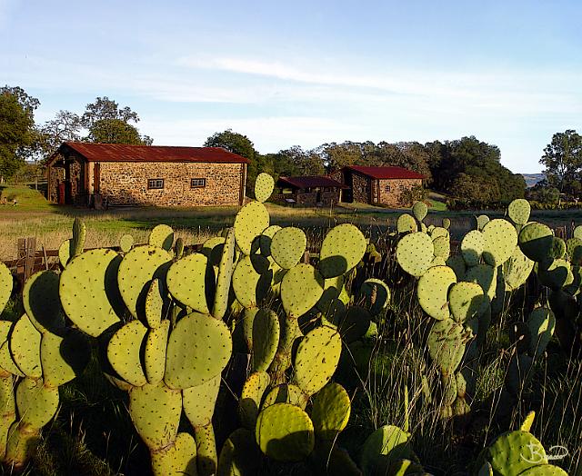 DSC12081-3-o.tif - Jack London Cacti