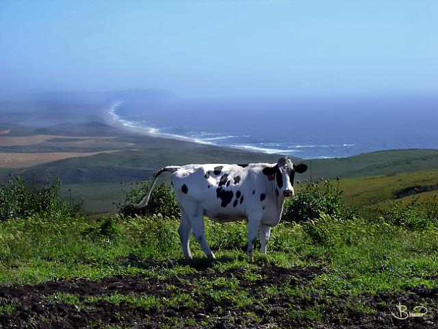 DSC14356.tif - Posing, Point Reyes