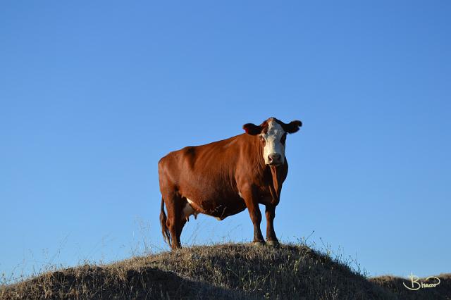 DSC20679.JPG - King Of the Hill