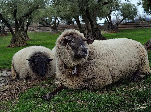 DSC21462-c1.tif - Rare 1 footed sheep