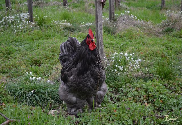 DSC21463.tif - Vineyard Hen