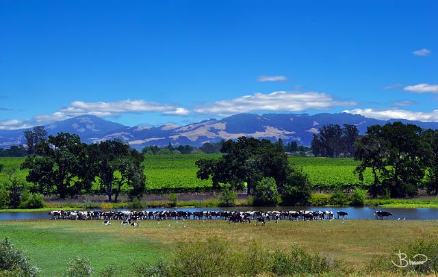 DSC22466.tif - Cows at the Laguna