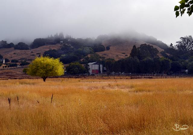 DSC22728.tif - Morning in Rohnert Park