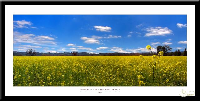 son-all-nomat-9129-2613-v6.jpg - Mustard Field
