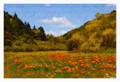 DSC15239-a1.tif - Poppy Meadow