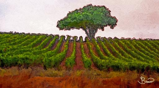 DSC15847-8-o-a4.tif - Vineyard Oak