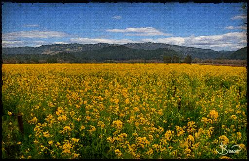 DSC21479-83-o-a1.tif - Mustard (Napa)