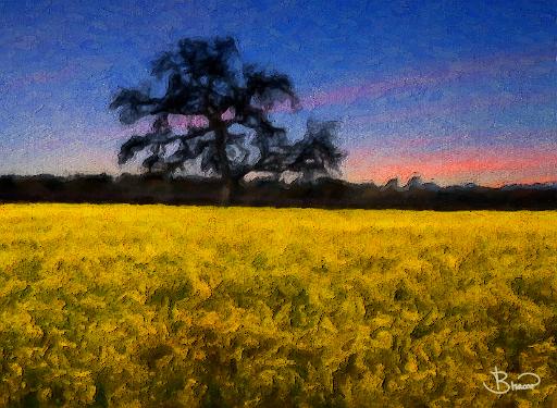 DSC23231-34-6-oc-a2.tif - Old Oak in Mustard Field