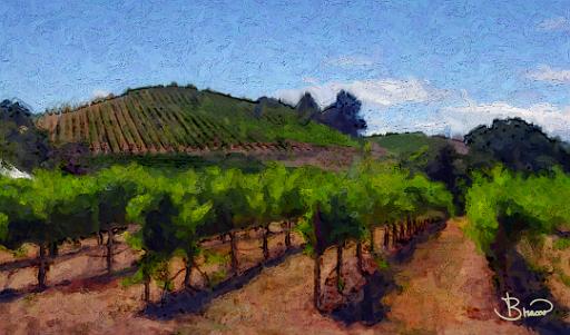 DSC2877-80-o-a1.tif - Vineyard Hill
