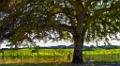 DSC09931-32-o-a3