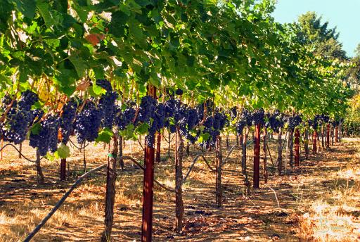 DSC04201.tif - Calistoga, Summer
