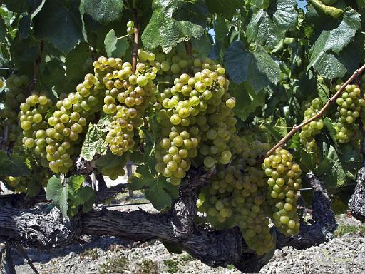 DSC04270-c1.tif - Harvest, Graton (Green Valley)