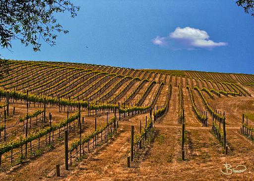 DSC06524.tif - Sonoma Valley Vineyard in Spring