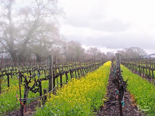 DSC09009.tif - Carneros, Winter