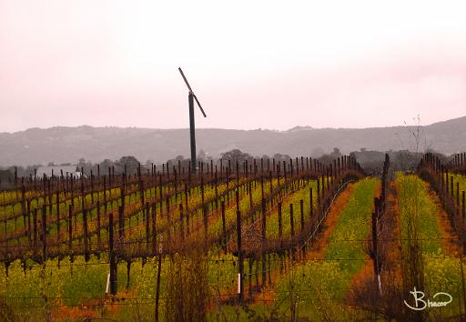 DSC09029.JPG - Carneros, Winter                               