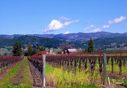 DSC09123.tif - Alexander Valley