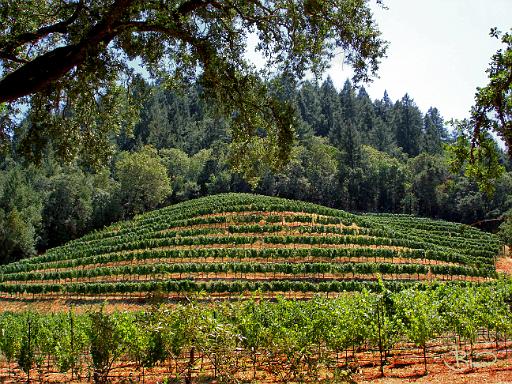 DSC10871.tif - Hillside Vineyard, Napa