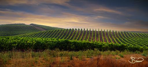DSC15875-7-o-c1.tif - Petaluma Gap