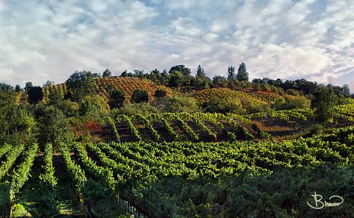 DSC15980-2-o.tif - Russian River Valley, Late Summer