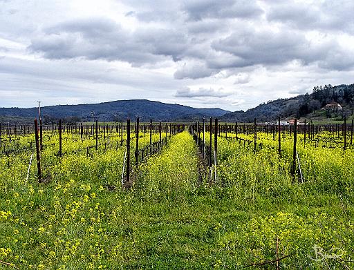 DSC17017-9-o.tif - Pope Valley (Napa)