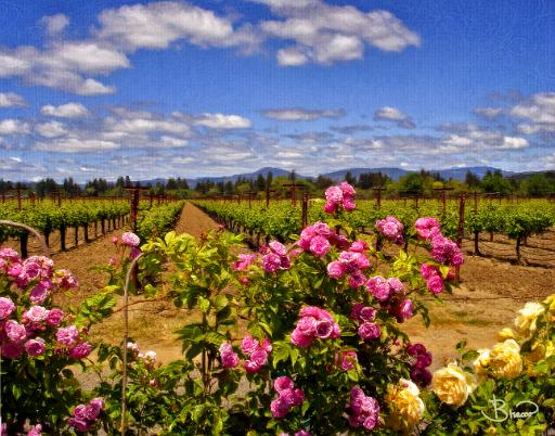 DSC17317-8-o.tif - Healdsburg