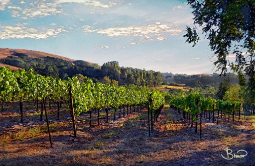 DSC20699-70-o-web.jpg - Sonoma Mountain