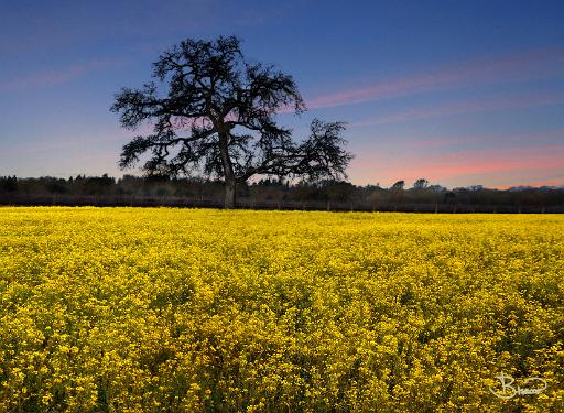 DSC23231-34-6-oc-web.jpg - Mustard and Oak, It's what's for dinner