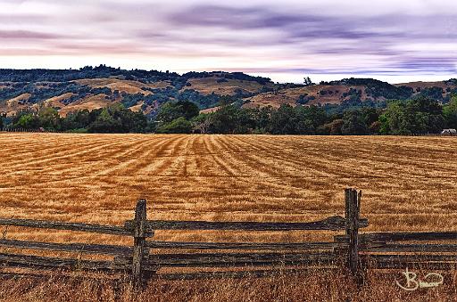 DSC24135-8-o-r1.tif - Hay Field near Santa Rosa