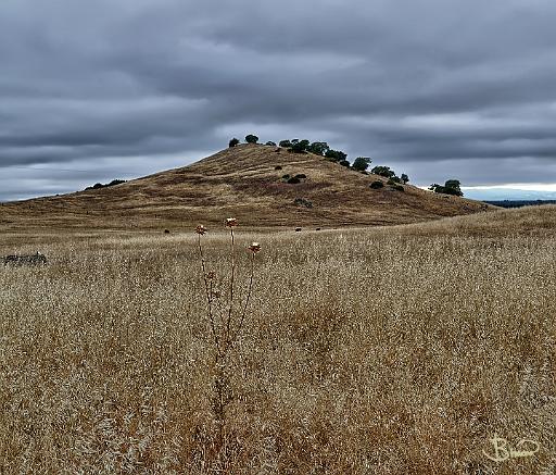 DSC24246.tif - Sonoma Hill