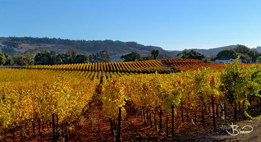 DSC25872-3-o.tif - Bennett Valley Fall