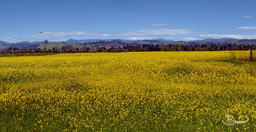 DSC26235-6-o.tif - Petaluma Hills and Fields
